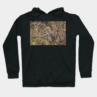 Leopard Cub, Serengeti National Park, Tanzania Hoodie